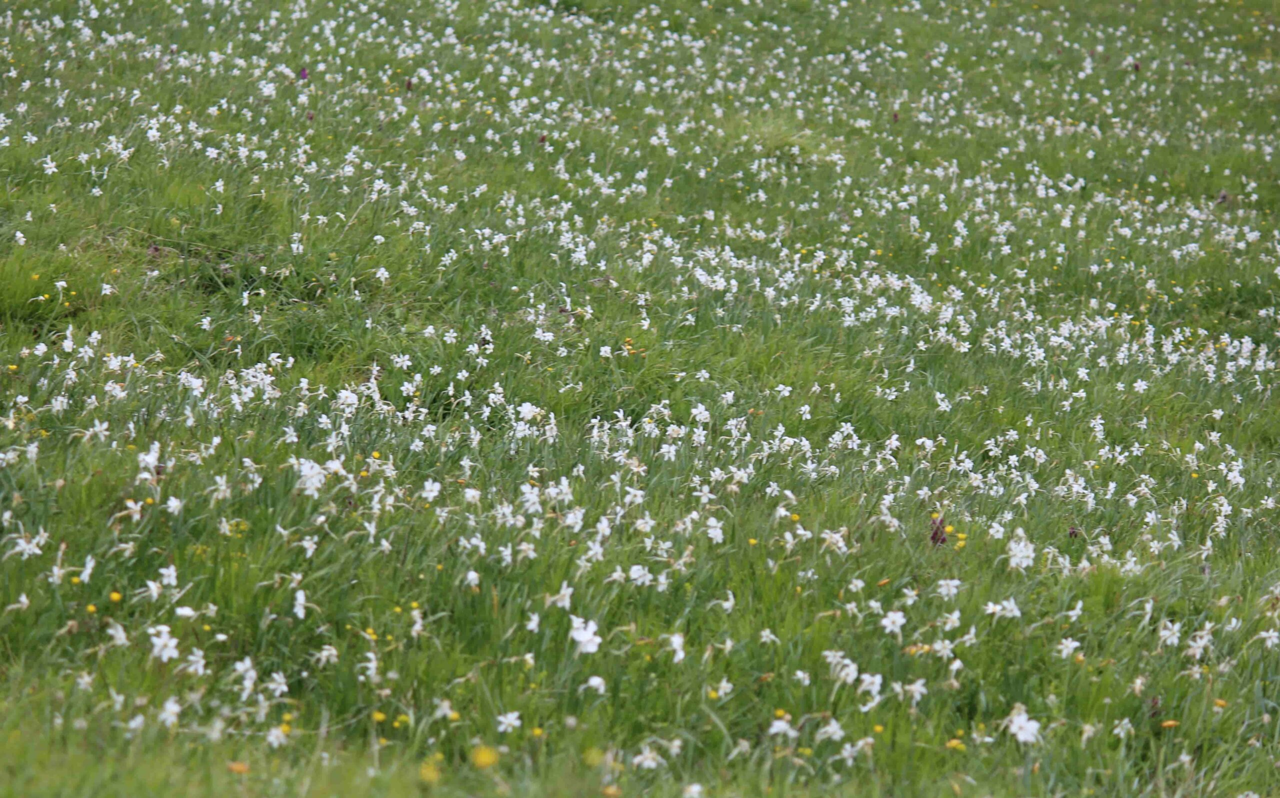 Distesa di Giunchiglie